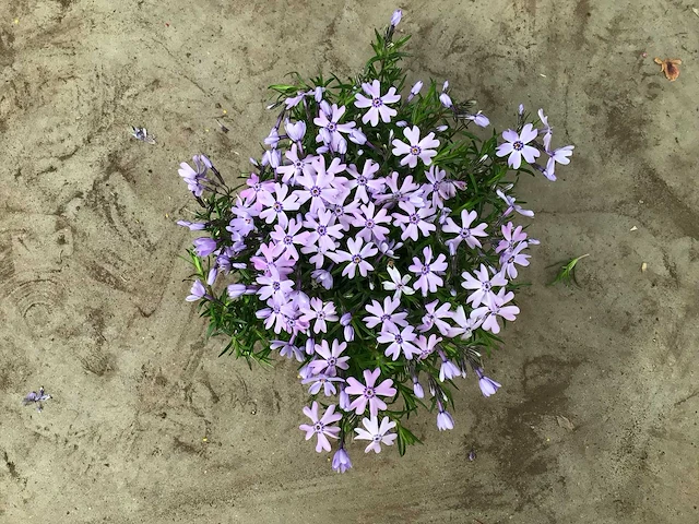 Vaste planten - phlox (x60) - afbeelding 2 van  2