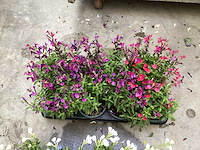 Vaste planten - salvia (x100) - afbeelding 5 van  5