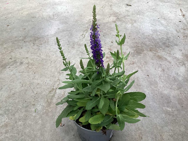 Vaste planten - salvia (x100) - afbeelding 2 van  2
