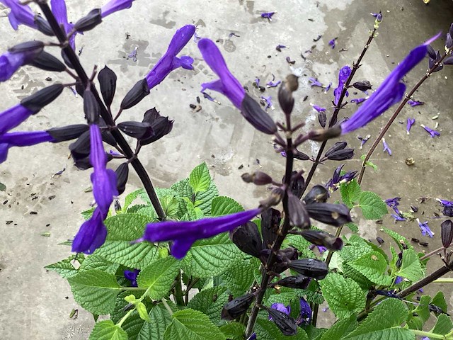 Vaste planten - salvia(30) - afbeelding 2 van  3