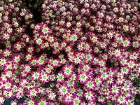 Vaste planten - saxifraga - rood (x100) - afbeelding 1 van  1