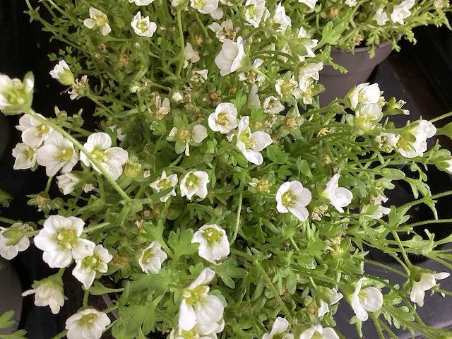 Vaste planten - saxifraga wit (x100) - afbeelding 1 van  1