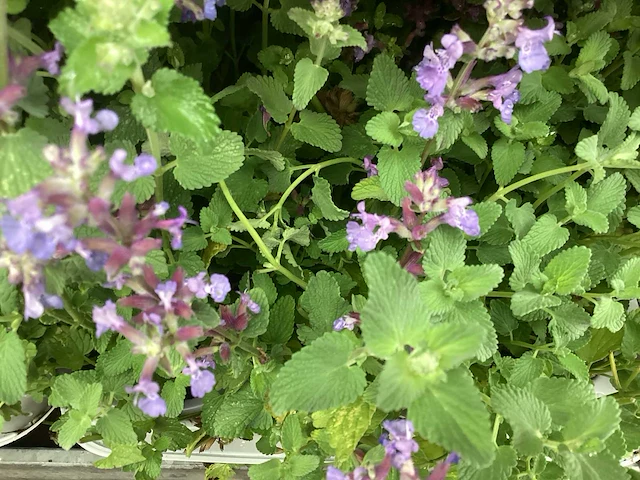 Vaste planten - solidagio geel (x60), nepeta(60) - afbeelding 3 van  4