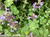 Vaste planten - solidagio geel (x60), nepeta(60) - afbeelding 3 van  4