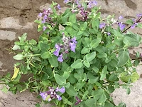Vaste planten - solidagio geel (x60), nepeta(60) - afbeelding 4 van  4