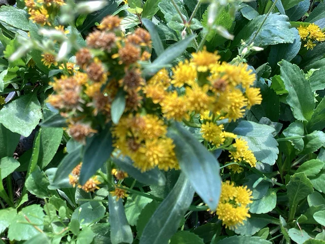 Vaste planten - solidagio geel (x80) - afbeelding 1 van  2