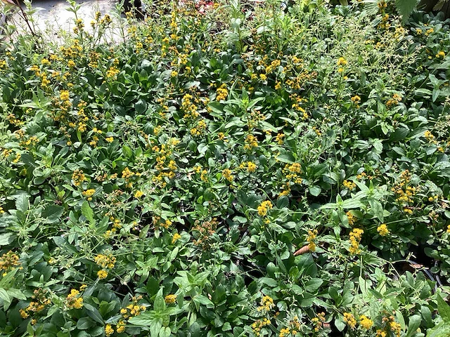 Vaste planten - solidagio geel (x80) - afbeelding 2 van  2