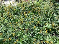 Vaste planten - solidagio geel (x80) - afbeelding 2 van  2
