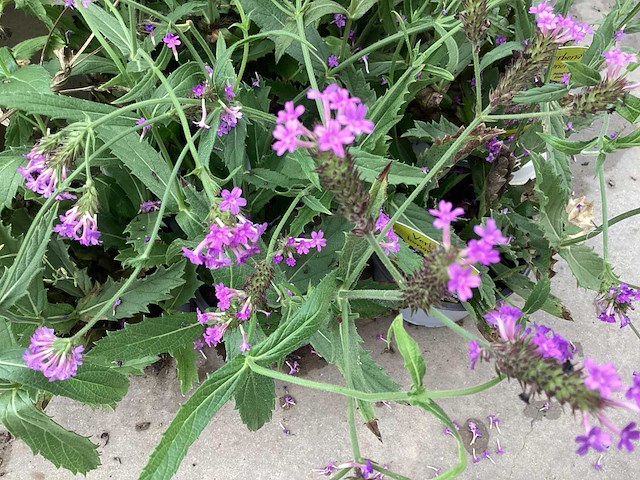 Vaste planten - verbena(30) - afbeelding 1 van  2