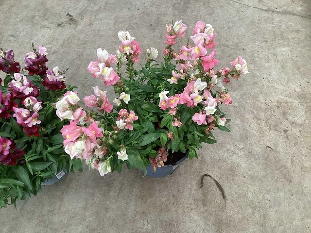 Vaste planten antirium(40) - afbeelding 1 van  3