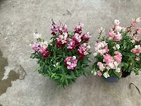 Vaste planten antirium(40) - afbeelding 2 van  3