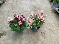 Vaste planten antirium(40) - afbeelding 3 van  3