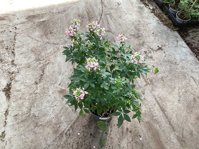 Vaste planten cleoma(40) - afbeelding 1 van  1