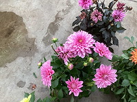 Vaste planten dahlia(40) - afbeelding 5 van  6