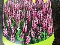 Vaste planten, lythrium (50), ajanya(50) - afbeelding 3 van  4