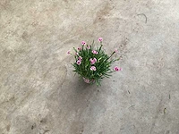 Vaste planten pink kisses(100) - afbeelding 1 van  1