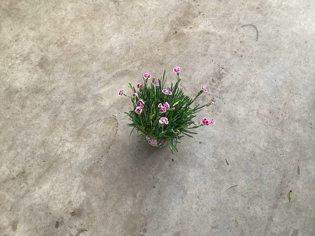 Vaste planten pink kisses(100) - afbeelding 1 van  1