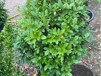 Veburnium tinus - afbeelding 2 van  2