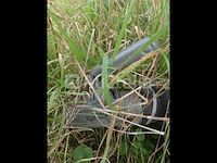 Veetrailer (zonder documenten) - afbeelding 5 van  16