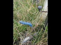 Veetrailer (zonder documenten) - afbeelding 8 van  16