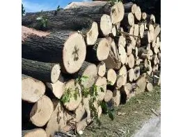 Verkoop boomstammen en diversen ninove