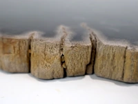 Versteend hout - afbeelding 5 van  5