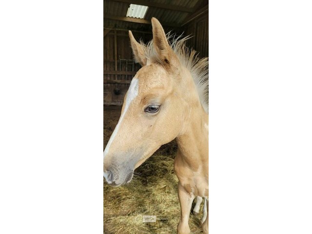 Veulen tadi du pegasusranch - afbeelding 2 van  9