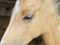 Veulen tadi du pegasusranch - afbeelding 2 van  9