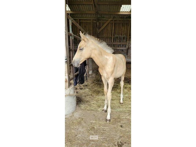 Veulen tadi du pegasusranch - afbeelding 3 van  9