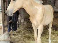 Veulen tadi du pegasusranch - afbeelding 3 van  9