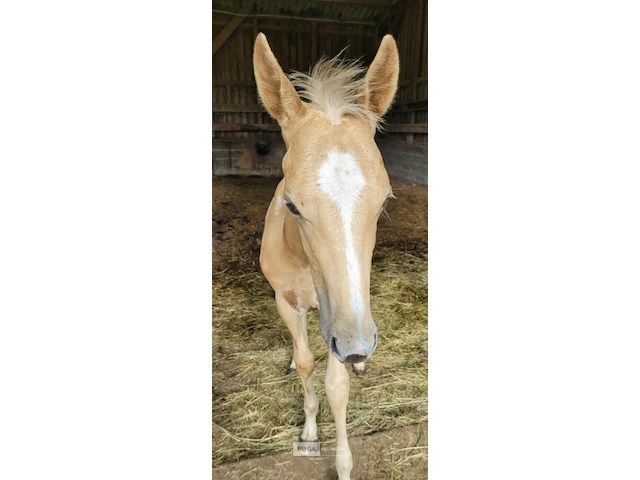 Veulen tadi du pegasusranch - afbeelding 5 van  9