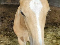 Veulen tadi du pegasusranch - afbeelding 5 van  9