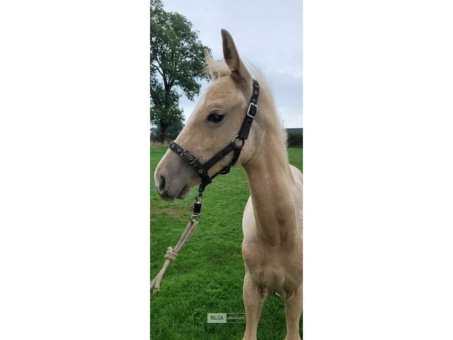 Veulen tadi du pegasusranch - afbeelding 6 van  9