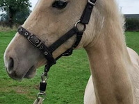 Veulen tadi du pegasusranch - afbeelding 6 van  9