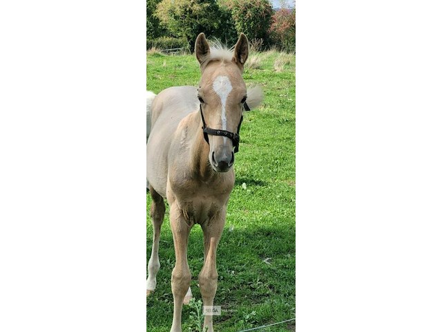 Veulen tadi du pegasusranch - afbeelding 7 van  9