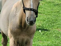 Veulen tadi du pegasusranch - afbeelding 7 van  9