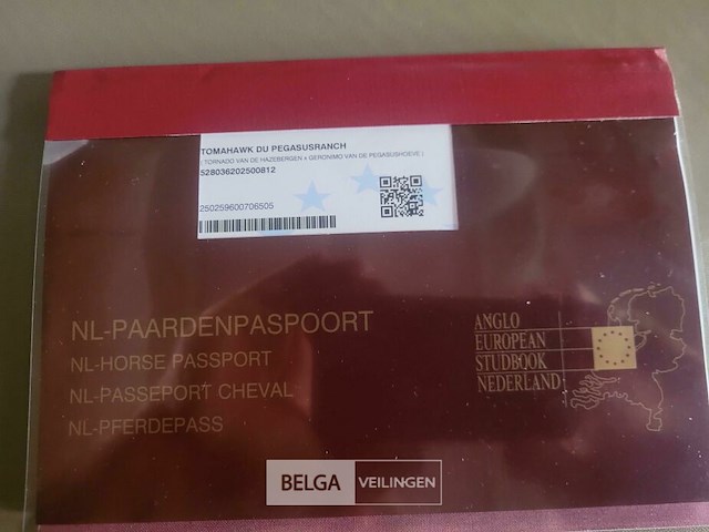 Veulen tadi du pegasusranch - afbeelding 8 van  9