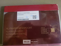 Veulen tadi du pegasusranch - afbeelding 8 van  9