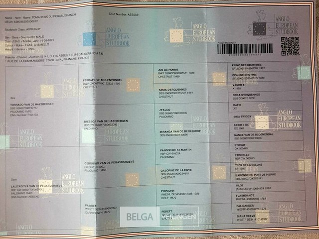 Veulen tadi du pegasusranch - afbeelding 9 van  9