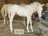 Veulen tomahawk du pegasusranch