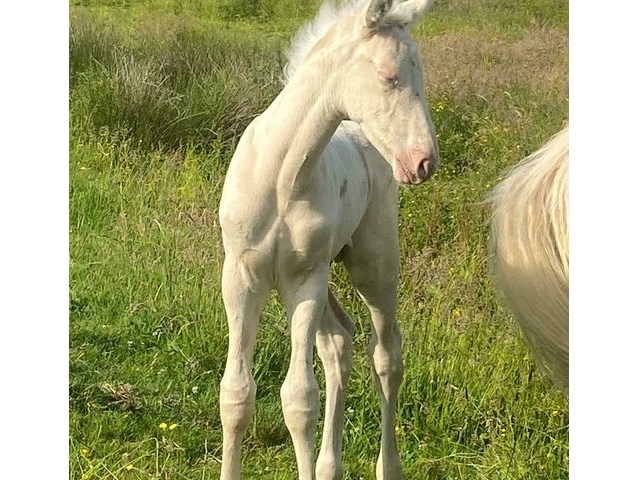 Veulens tomahawk du pegasusranch