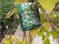 Viburnium - afbeelding 2 van  3