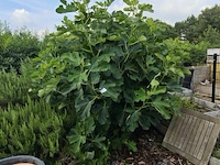 Vijgenboom - afbeelding 1 van  4