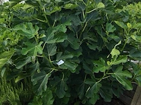 Vijgenboom - afbeelding 2 van  4