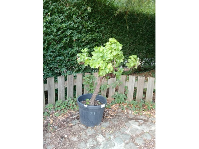 Vitis vinifera (druif) - afbeelding 1 van  1