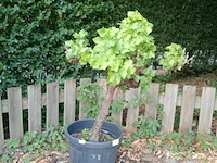 Vitis vinifera (druif) - afbeelding 1 van  1