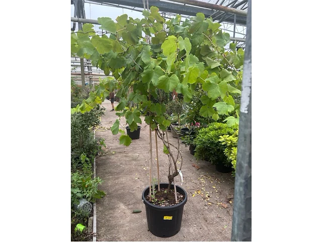 Vitis vinifera - afbeelding 1 van  2