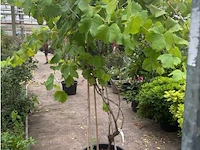 Vitis vinifera - afbeelding 1 van  2