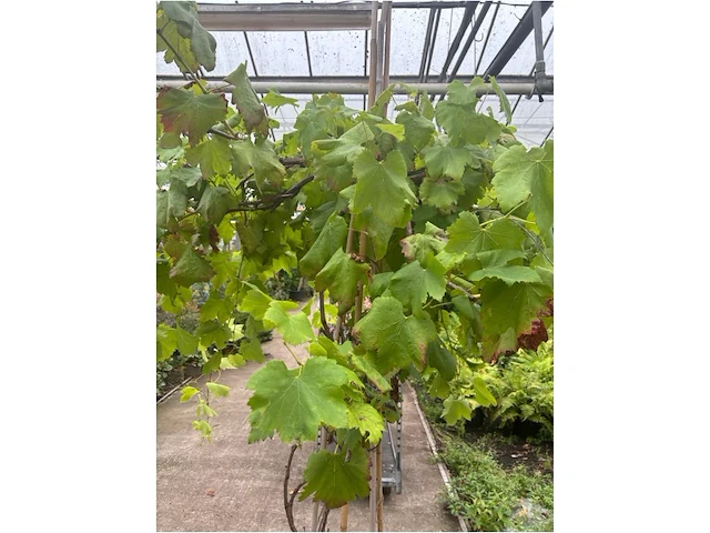 Vitis vinifera - afbeelding 2 van  2