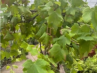 Vitis vinifera - afbeelding 2 van  2